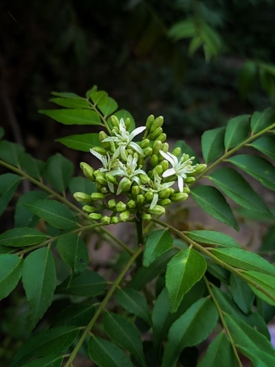 Curry Leaves