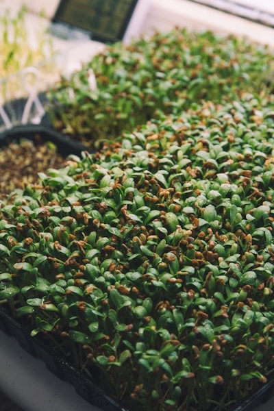 Methi